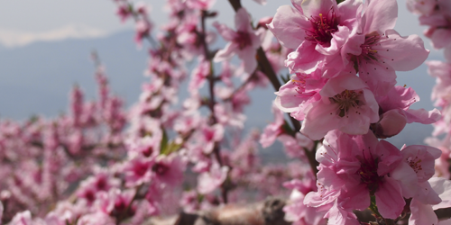 オールピンク！山梨・桃の花