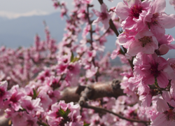 オールピンク！山梨・桃の花