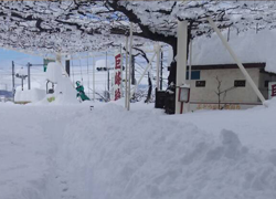 桃と葡萄の上に雪が降る