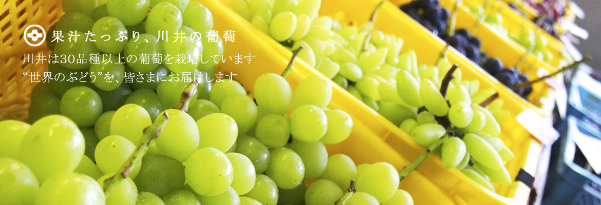 川井の果実・葡萄