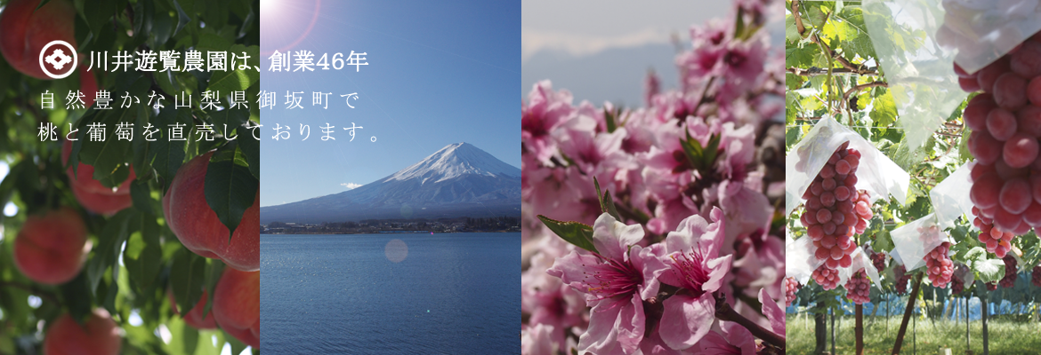 山梨県の桃葡萄桃の花富士山